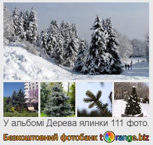 Фотобанк tOrange пропонує безкоштовні фото з розділу:  дерева-ялинки