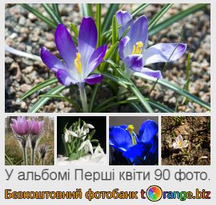 Фотобанк tOrange пропонує безкоштовні фото з розділу:  перші-квіти