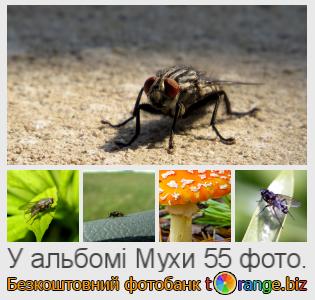 Фотобанк tOrange пропонує безкоштовні фото з розділу:  мухи