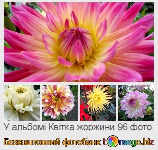 Фотобанк tOrange пропонує безкоштовні фото з розділу:  квітка-жоржини