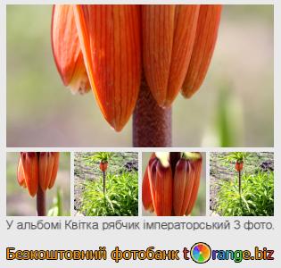 Фотобанк tOrange пропонує безкоштовні фото з розділу:  квітка-рябчик-імператорський