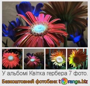 Фотобанк tOrange пропонує безкоштовні фото з розділу:  квітка-гербера