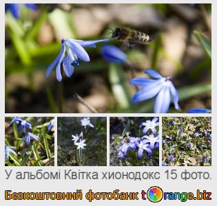 Фотобанк tOrange пропонує безкоштовні фото з розділу:  квітка-хионодокс