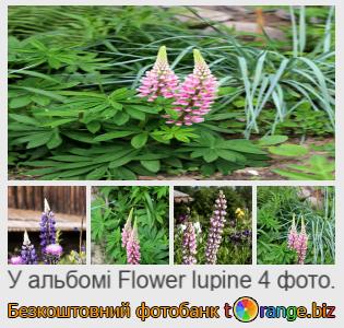 Фотобанк tOrange пропонує безкоштовні фото з розділу:  квітка-люпин