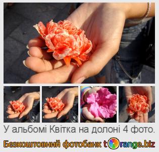 Фотобанк tOrange пропонує безкоштовні фото з розділу:  квітка-на-долоні