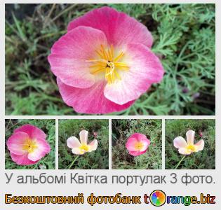 Фотобанк tOrange пропонує безкоштовні фото з розділу:  квітка-портулак