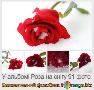 Фотобанк tOrange пропонує безкоштовні фото з розділу:  роза-на-снігу