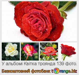 Фотобанк tOrange пропонує безкоштовні фото з розділу:  квітка-троянда