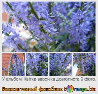 Фотобанк tOrange пропонує безкоштовні фото з розділу:  квітка-вероніка-довголиста