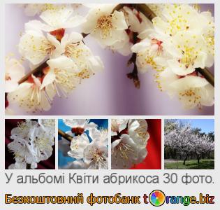 Фотобанк tOrange пропонує безкоштовні фото з розділу:  квіти-абрикоса
