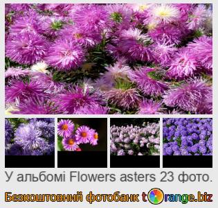 Фотобанк tOrange пропонує безкоштовні фото з розділу:  квіти-айстри