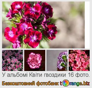 Фотобанк tOrange пропонує безкоштовні фото з розділу:  квіти-гвоздики