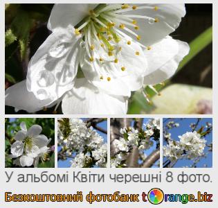 Фотобанк tOrange пропонує безкоштовні фото з розділу:  квіти-черешні