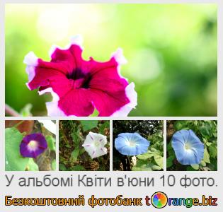 Фотобанк tOrange пропонує безкоштовні фото з розділу:  квіти-вюни