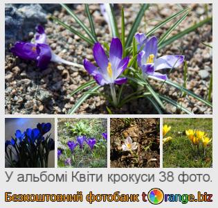Фотобанк tOrange пропонує безкоштовні фото з розділу:  квіти-крокуси