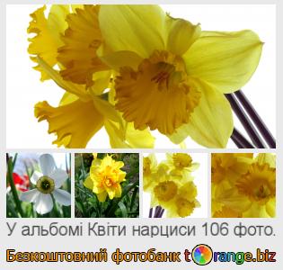 Фотобанк tOrange пропонує безкоштовні фото з розділу:  квіти-нарциси