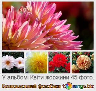 Фотобанк tOrange пропонує безкоштовні фото з розділу:  квіти-жоржини
