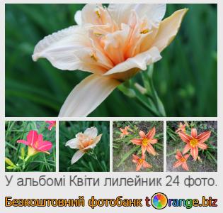 Фотобанк tOrange пропонує безкоштовні фото з розділу:  квіти-лилейник