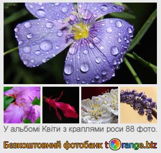 Фотобанк tOrange пропонує безкоштовні фото з розділу:  квіти-з-краплями-роси