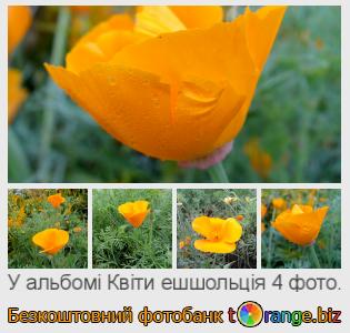 Фотобанк tOrange пропонує безкоштовні фото з розділу:  квіти-ешшольція