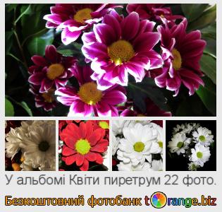 Фотобанк tOrange пропонує безкоштовні фото з розділу:  квіти-пиретрум
