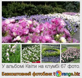 Фотобанк tOrange пропонує безкоштовні фото з розділу:  квіти-на-клумбі