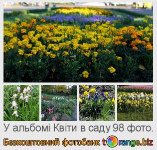 Фотобанк tOrange пропонує безкоштовні фото з розділу:  квіти-в-саду