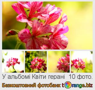Фотобанк tOrange пропонує безкоштовні фото з розділу:  квіти-герані