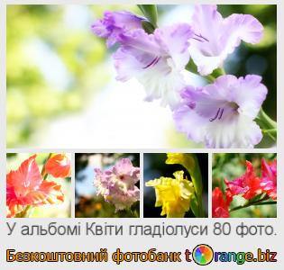 Фотобанк tOrange пропонує безкоштовні фото з розділу:  квіти-гладіолуси