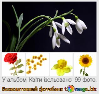 Фотобанк tOrange пропонує безкоштовні фото з розділу:  квіти-ізольовано
