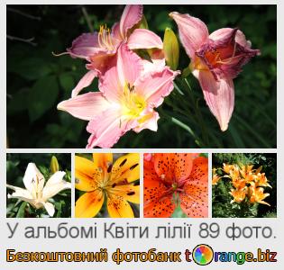 Фотобанк tOrange пропонує безкоштовні фото з розділу:  квіти-лілії