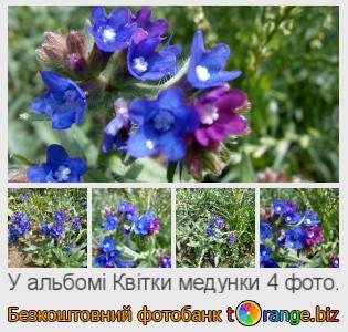 Фотобанк tOrange пропонує безкоштовні фото з розділу:  квітки-медунки