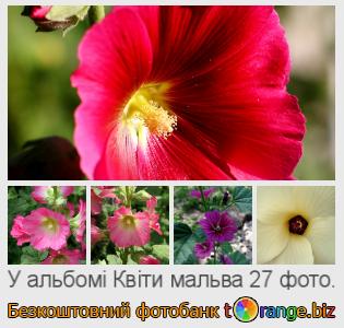 Фотобанк tOrange пропонує безкоштовні фото з розділу:  квіти-мальва