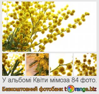 Фотобанк tOrange пропонує безкоштовні фото з розділу:  квіти-мімоза