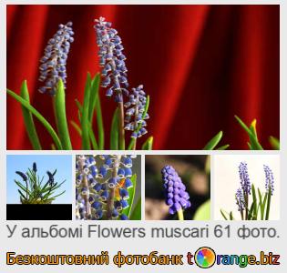 Фотобанк tOrange пропонує безкоштовні фото з розділу:  квіти-мускари