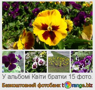 Фотобанк tOrange пропонує безкоштовні фото з розділу:  квіти-братки