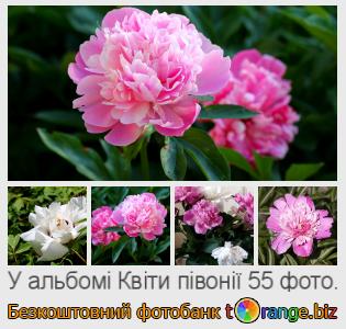 Фотобанк tOrange пропонує безкоштовні фото з розділу:  квіти-півонії