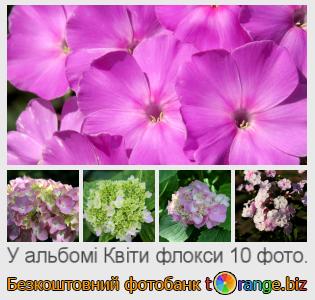 Фотобанк tOrange пропонує безкоштовні фото з розділу:  квіти-флокси