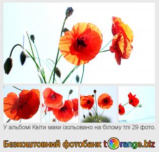Фотобанк tOrange пропонує безкоштовні фото з розділу:  квіти-маки-ізольовано-на-білому-тлі