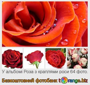 Фотобанк tOrange пропонує безкоштовні фото з розділу:  роза-з-краплями-роси