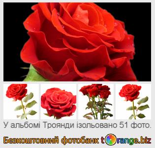 Фотобанк tOrange пропонує безкоштовні фото з розділу:  троянди-ізольовано