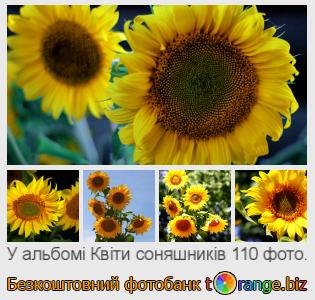 Фотобанк tOrange пропонує безкоштовні фото з розділу:  квіти-соняшників