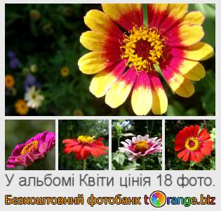 Фотобанк tOrange пропонує безкоштовні фото з розділу:  квіти-цінія