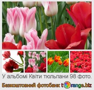 Фотобанк tOrange пропонує безкоштовні фото з розділу:  квіти-тюльпани
