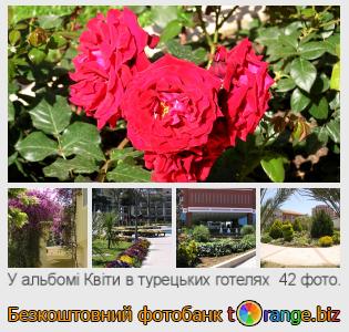 Фотобанк tOrange пропонує безкоштовні фото з розділу:  квіти-в-турецьких-готелях