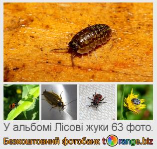 Фотобанк tOrange пропонує безкоштовні фото з розділу:  лісові-жуки