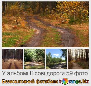Фотобанк tOrange пропонує безкоштовні фото з розділу:  лісові-дороги