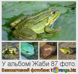 Фотобанк tOrange пропонує безкоштовні фото з розділу:  жаби