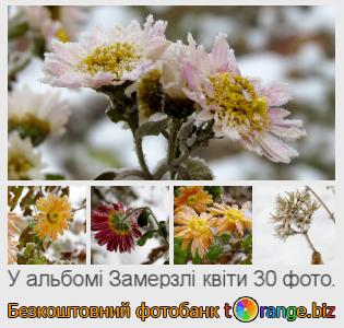 Фотобанк tOrange пропонує безкоштовні фото з розділу:  замерзлі-квіти