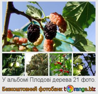 Фотобанк tOrange пропонує безкоштовні фото з розділу:  плодові-дерева
